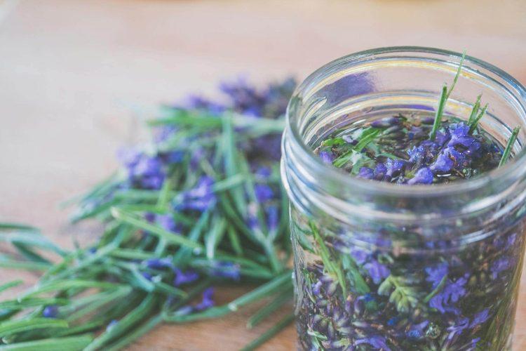 Ružmarin kao lijek za cirkulaciju Ružmarin kao lijek za cirkulaciju – grančice svježeg ružmarin